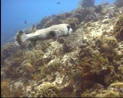 Camera - Bonica SeaKing Snapper. 
Santa Rosa Reef Cozume... by Keith Hawton 